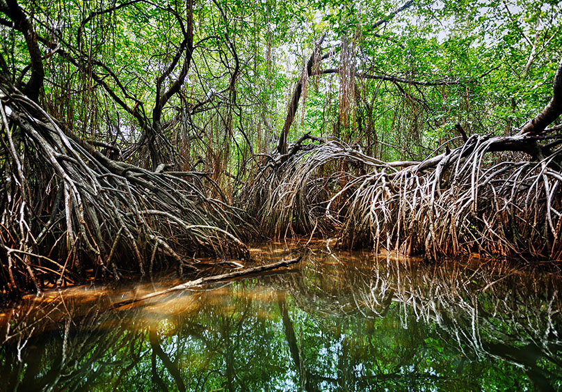 Día Internacional de los manglares