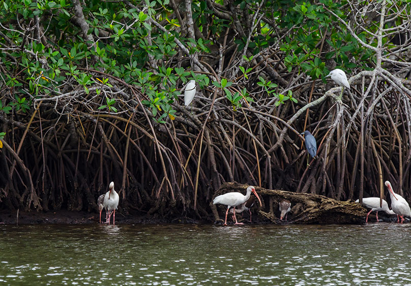 Cómo cuidar los manglares