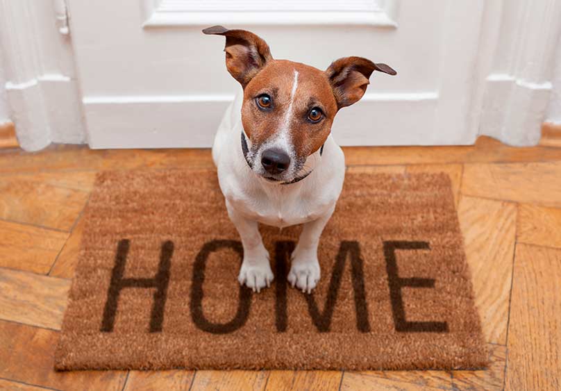Cuidar mascotas en casa